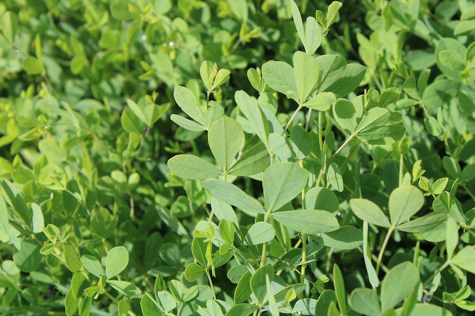Thumbnail: Blue False Indigo (Baptisia australis)