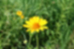 Thumbnail: False Sunflower (Heliopsis helianthoides)