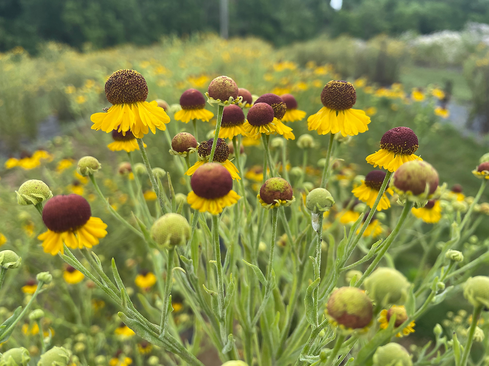 Thumbnail: Sneezeweed (Helenium autumnale)