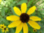 Thumbnail: Browneyed Susan (Rudbeckia triloba)