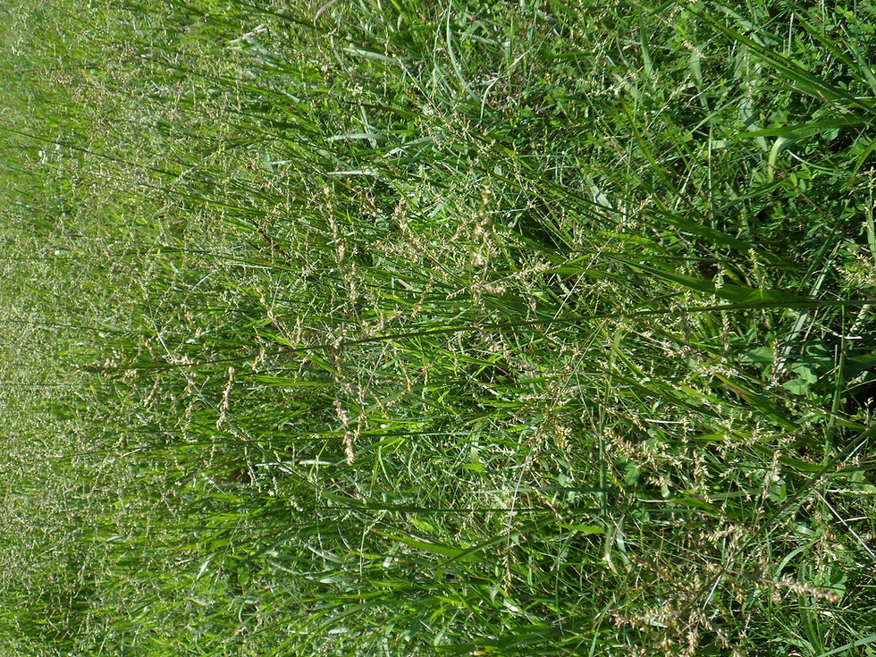 Thumbnail: Beaked Panicgrass (Coleataenia anceps)