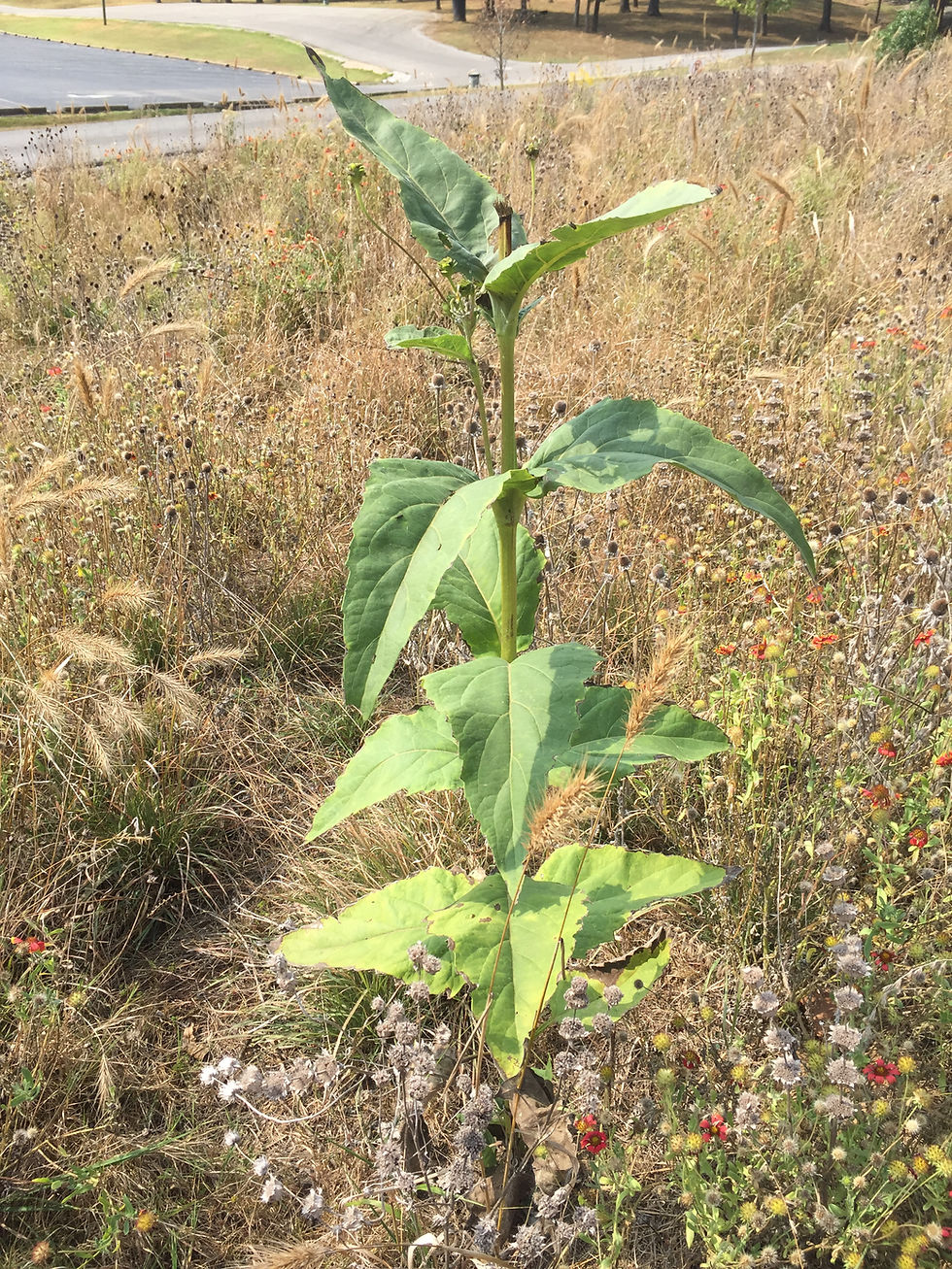 Thumbnail: Cup Plant (Silphium perfoliatum)