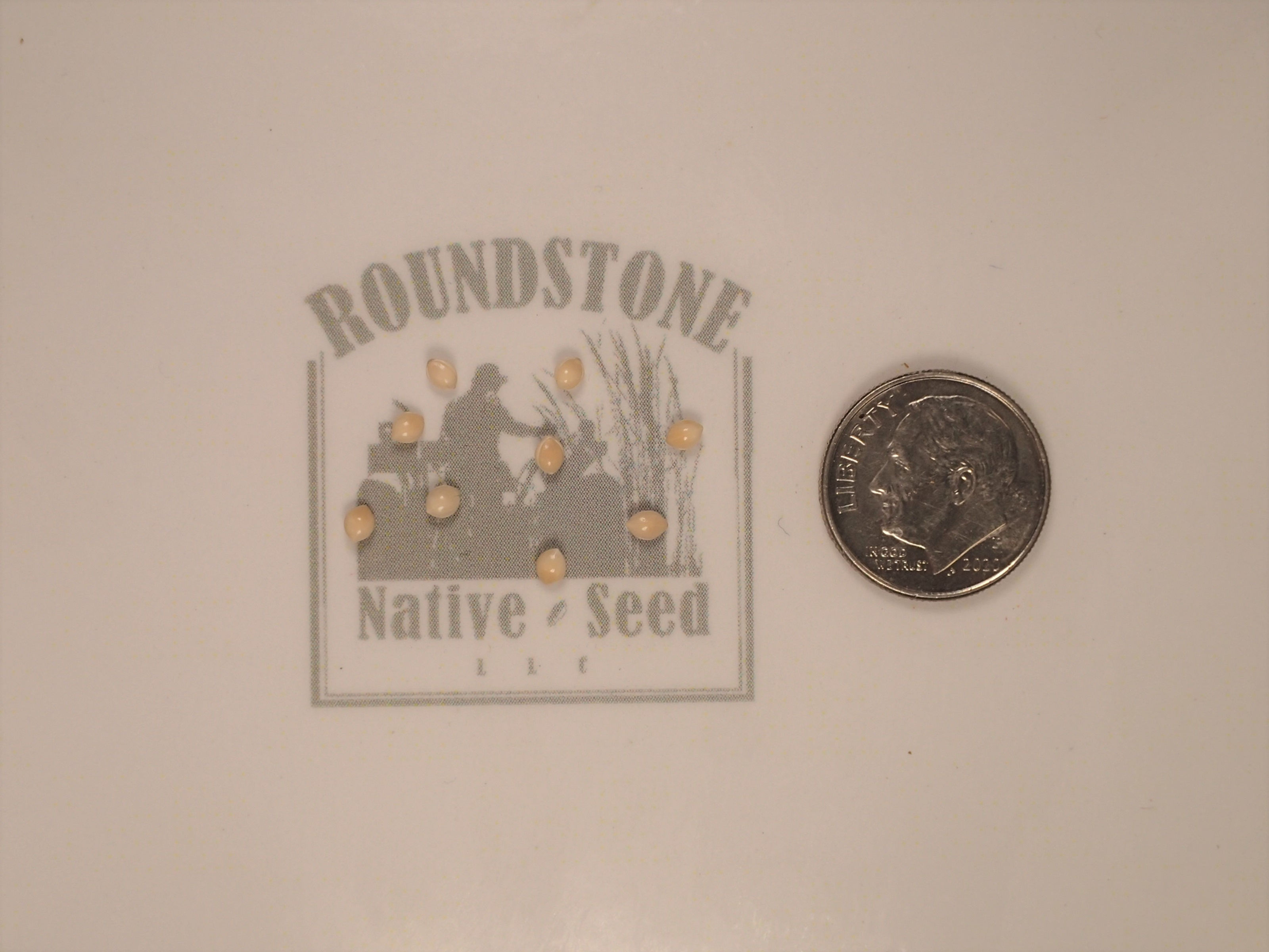 White Proso Millet (Panicum miliaceum ssp. miliaceum)