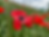 Thumbnail: Corn Poppy (Papaver rhoeas)