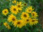 Thumbnail: Sawtooth Sunflower (Helianthus grosseserratus)