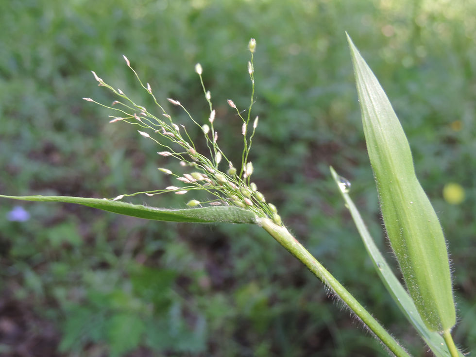 Thumbnail: Deer Tongue Grass (Dichanthelium clandestinum)