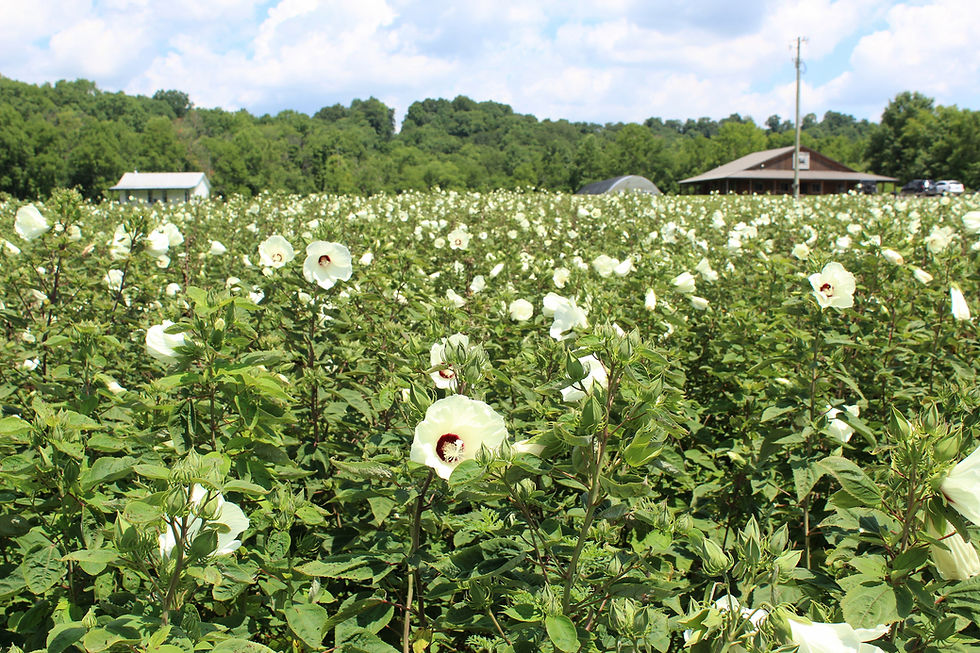 Thumbnail: Rosemallow (Hibiscus moscheutos)