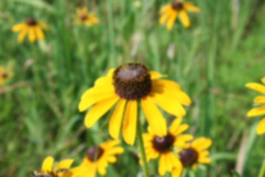Blackeyed Susan (Rudbeckia hirta)
