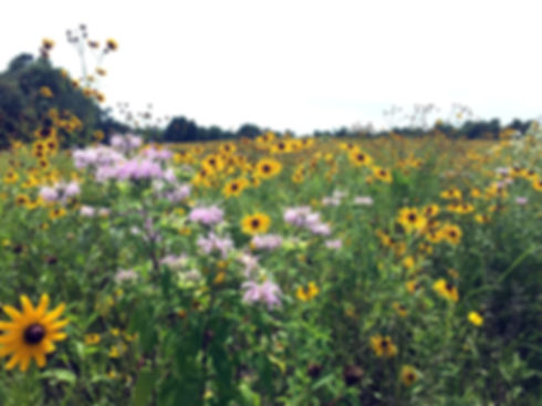 Mix 120 - Coastal Short Meadow Mix for Medium to Moist Soils