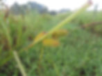 Thumbnail: Hop Sedge (Carex lupulina)