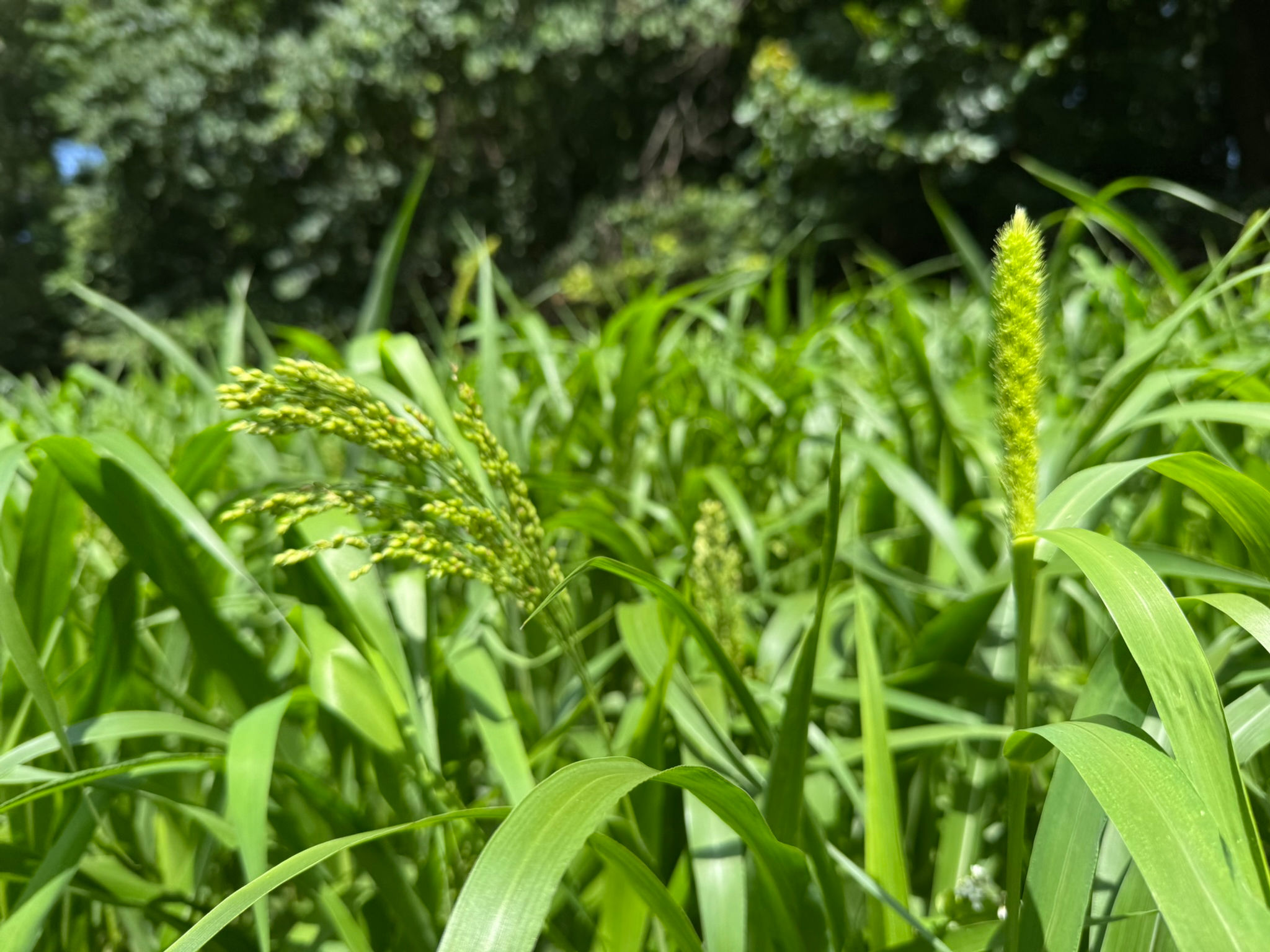 Mix 247 - Gamebird Food Plot