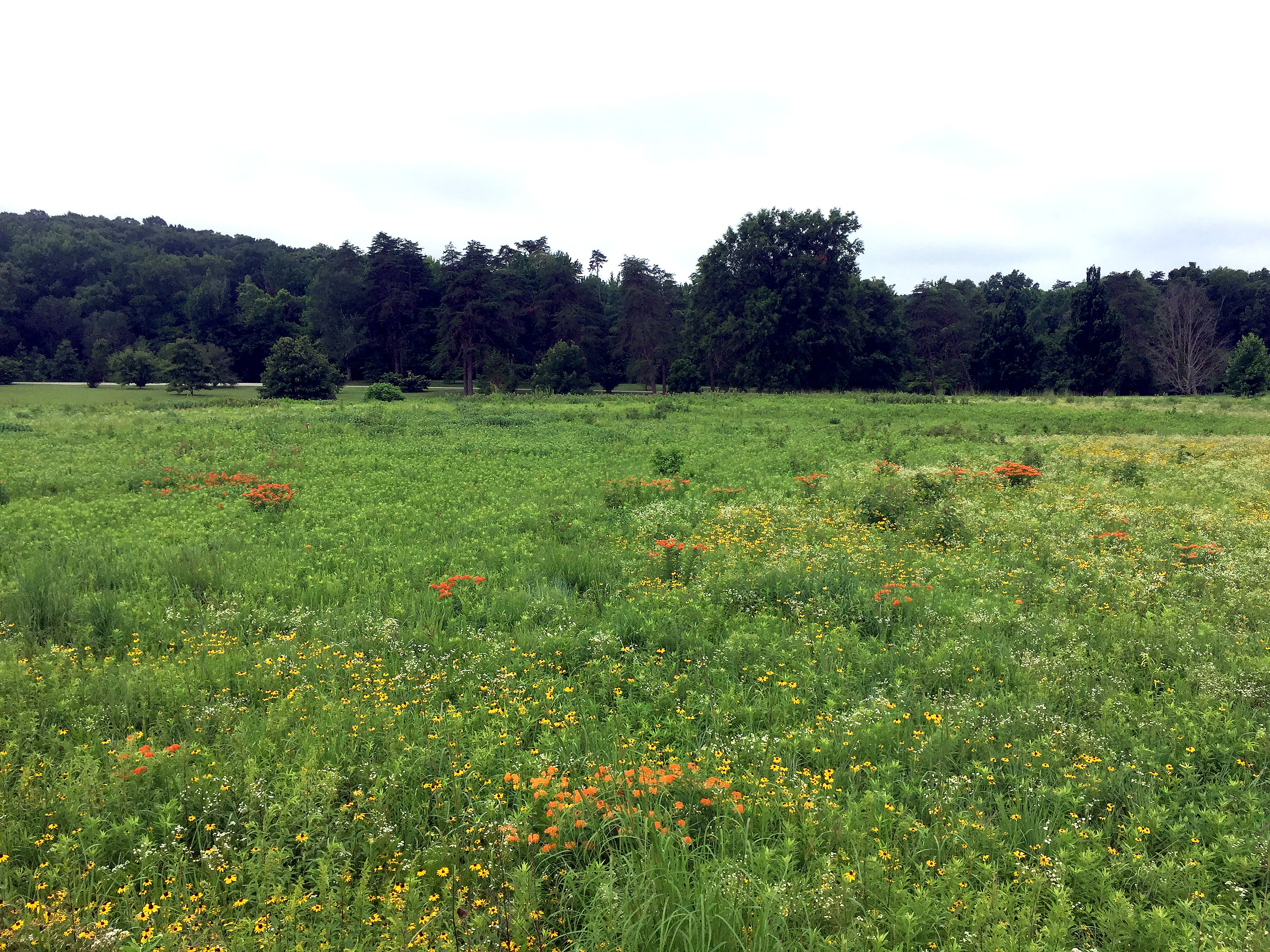 Mix 124 - Coastal Mixed Grass Meadow Economy Mix for Medium to Moist Soils