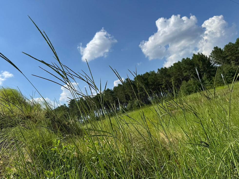 Thumbnail: Bahia Grass (Paspalum notatum)