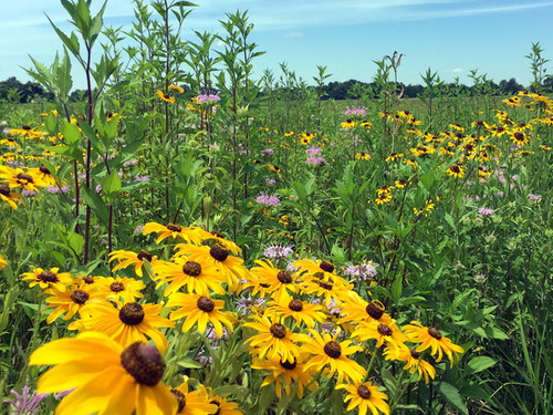 Mix SS-W1 - Southern Pollinator Conservation Mix