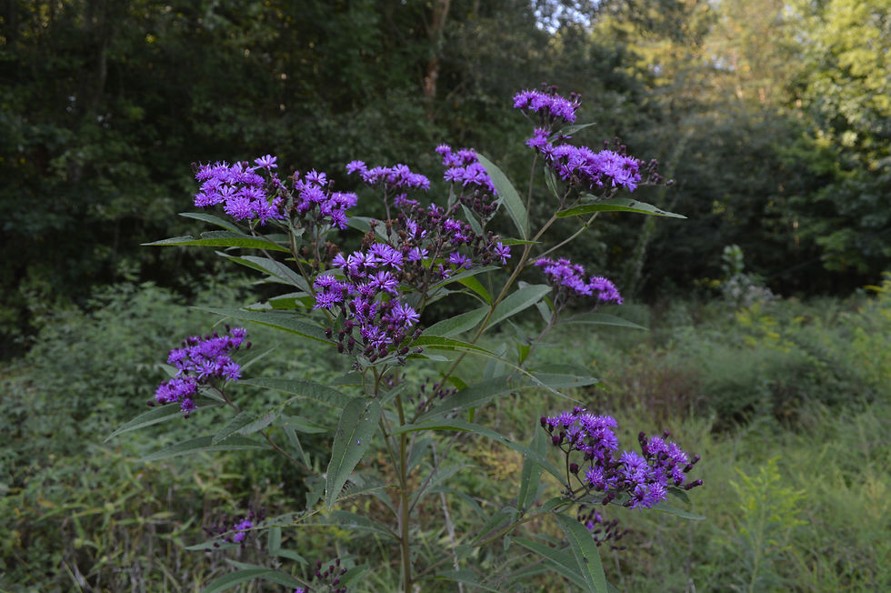 Thumbnail: Iron Weed (Vernonia gigantea)