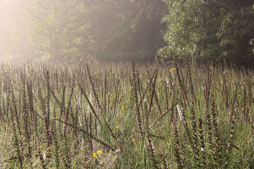 Thumbnail: Spiked Blazing Star (Liatris spicata)