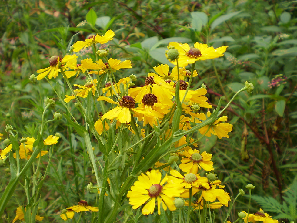 Thumbnail: Sneezeweed (Helenium autumnale)