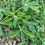 Thumbnail: Lupine (Lupinus perennis)