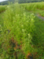 Thumbnail: Boneset (Eupatorium perfoliatum)