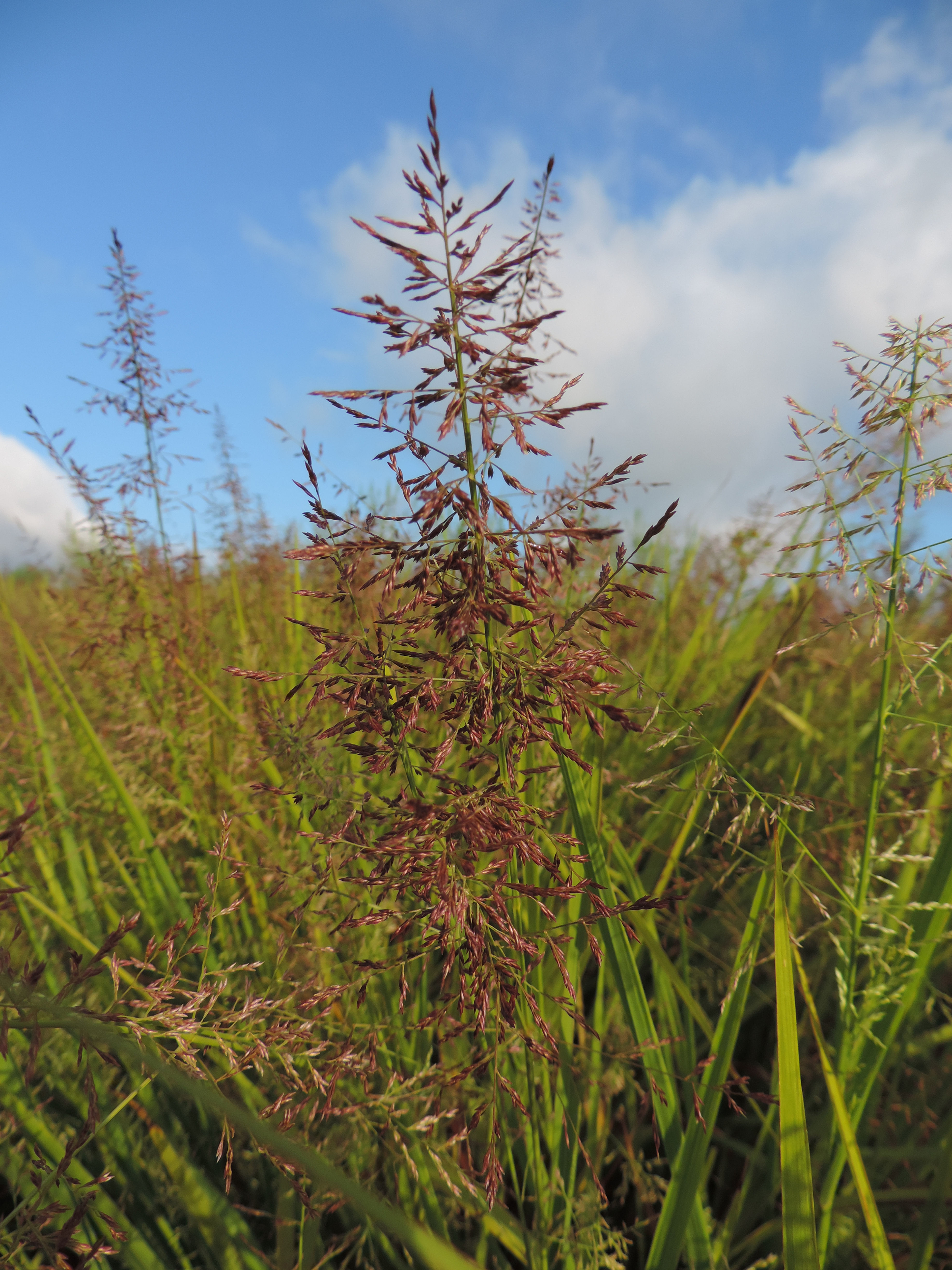 Redtop Panicgrass (Coleataenia rigidula)