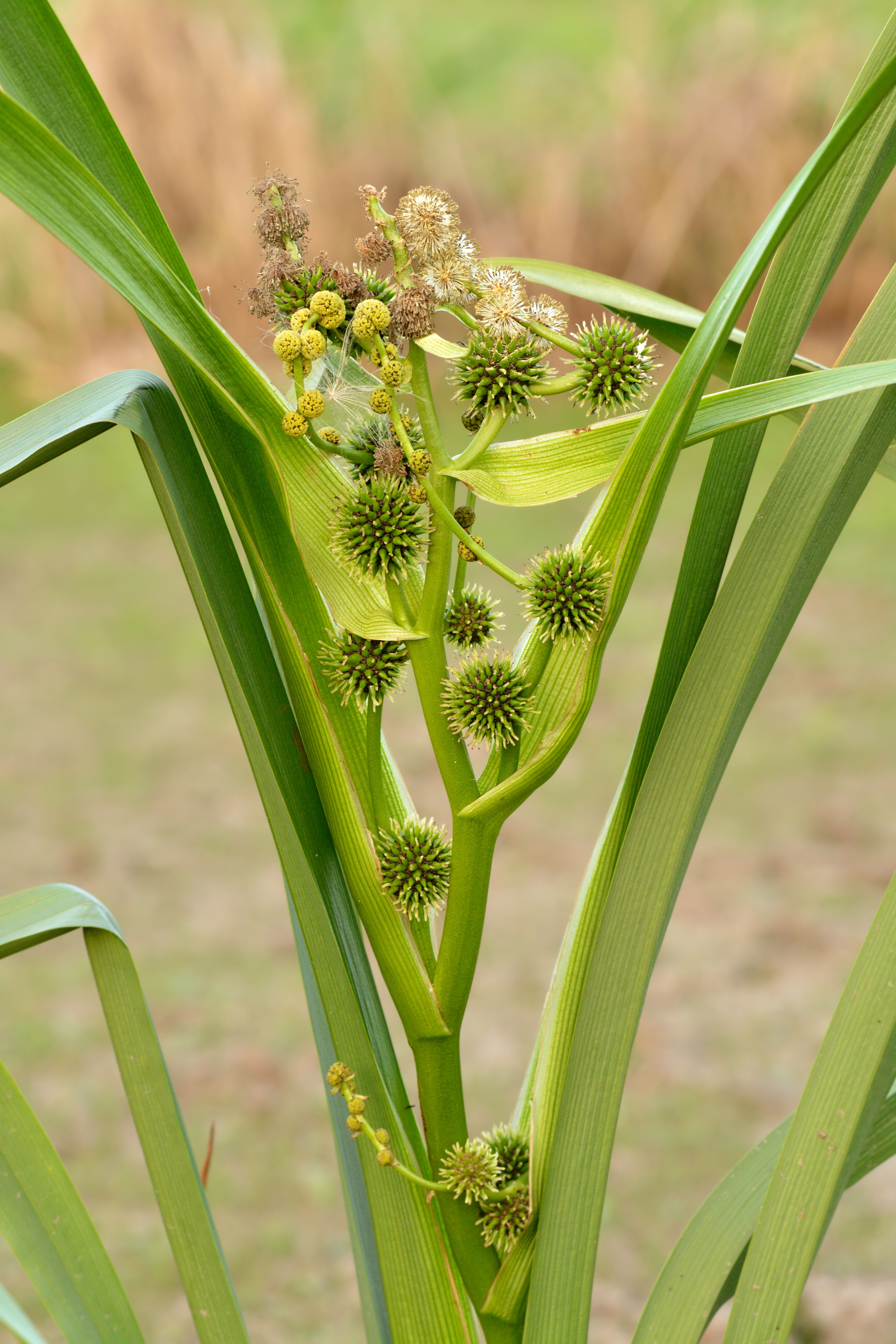 Giant Bur Reed (Sparganium eurycarpum)