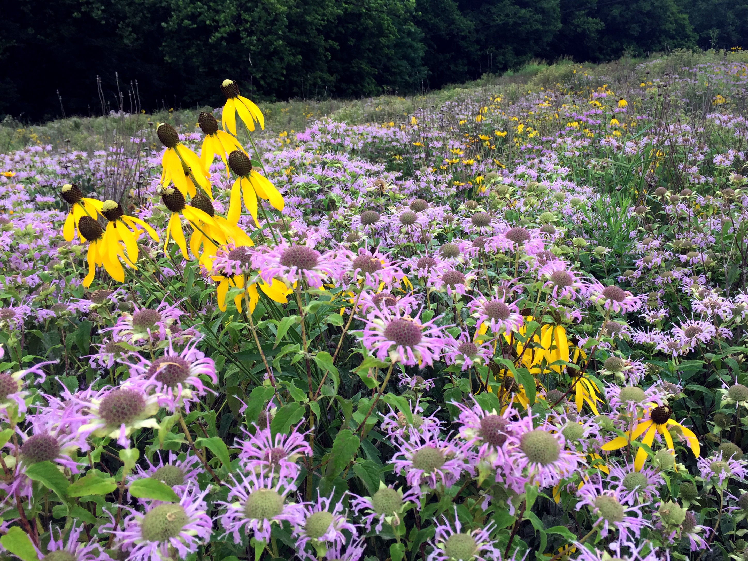 Mix NS-D1 - Northern Pollinator Conservation Mix