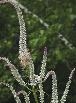 Roundstone Culver's Root