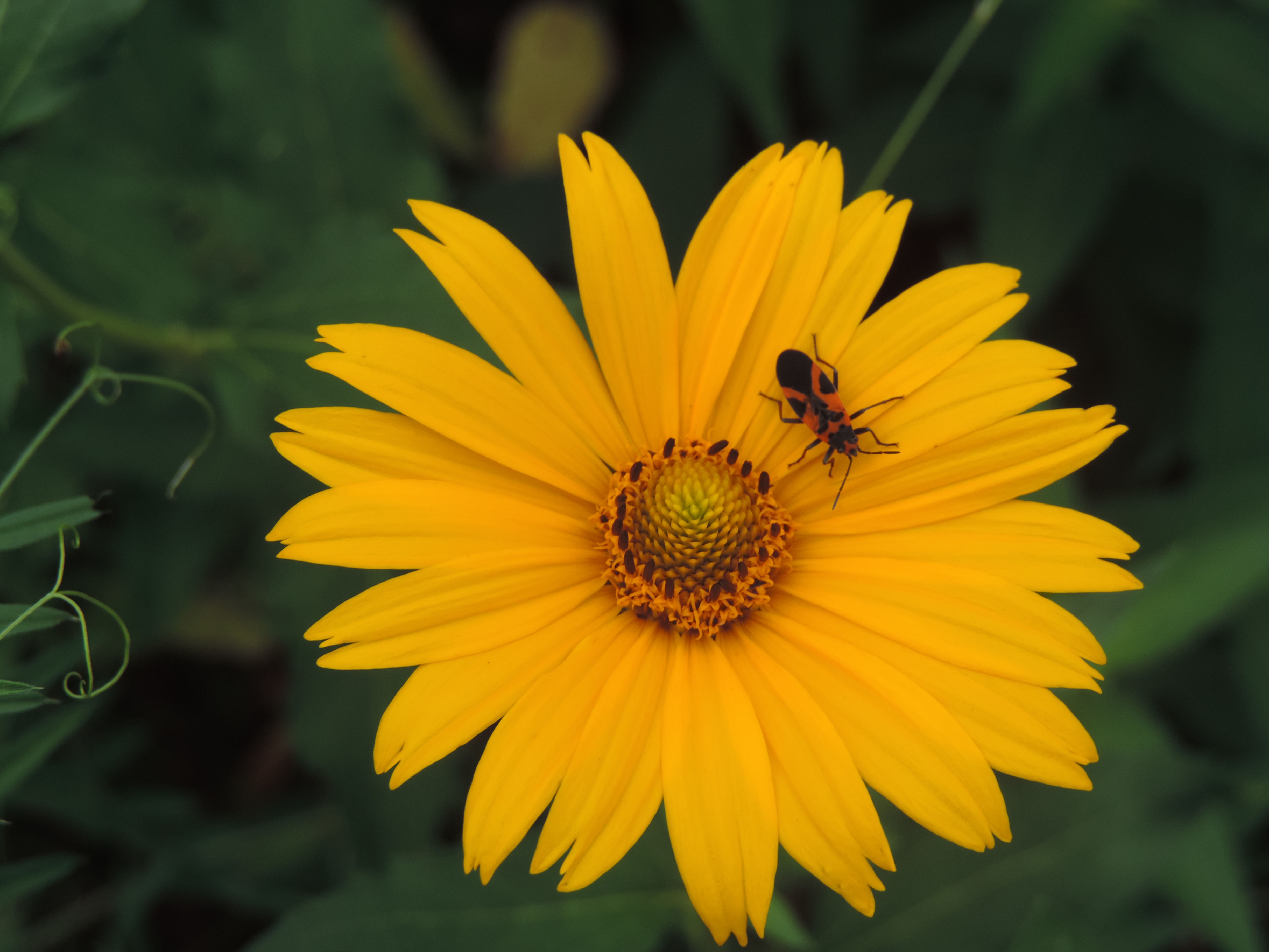 False Sunflower (Heliopsis helianthoides)