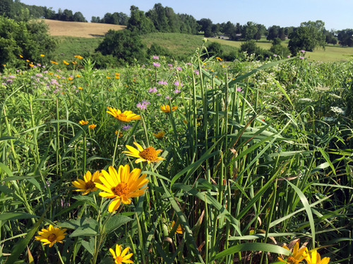 Mix 111 - Southern Short Meadow Mix for Dry to Medium Soils