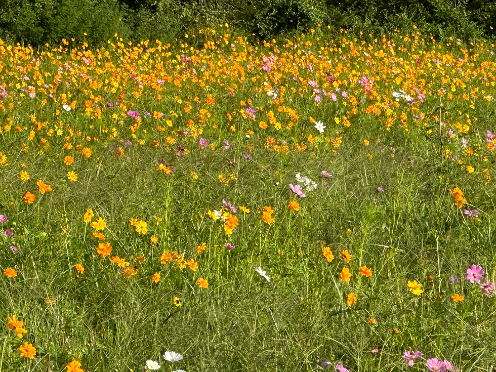 Thumbnail: Sulphur Cosmos - Dwarf Mixed (Cosmos sulphureus)
