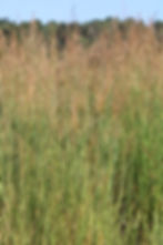 Thumbnail: Indian Grass - Cherokee National Forest Collection (Sorghastrum nutans)