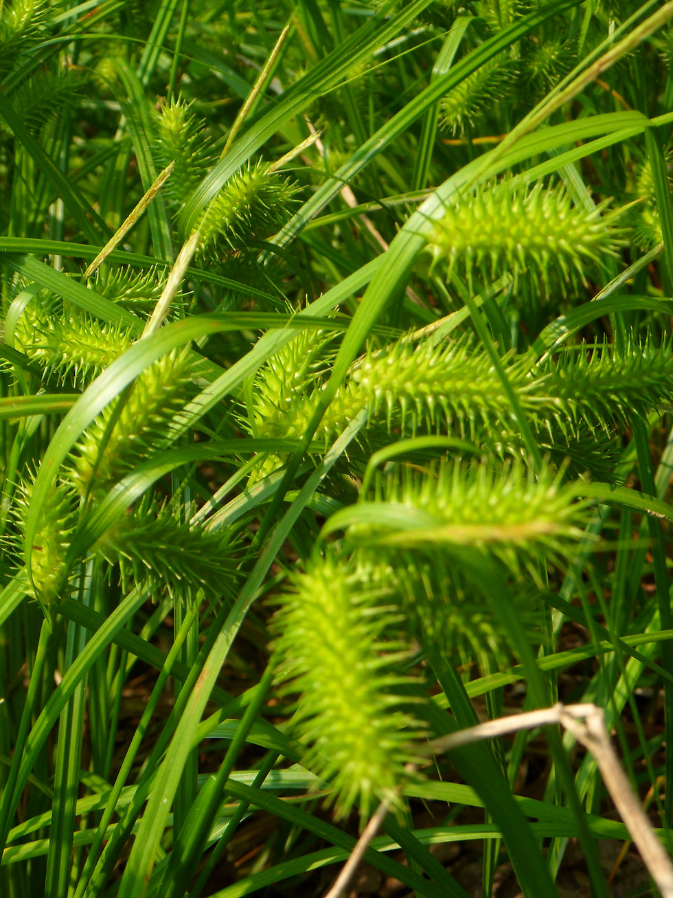 Thumbnail: Shallow Sedge closeup