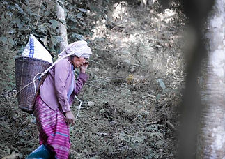 Images of coffee farmers, hill tribe people, and coffee plantation owners.
