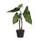Thumbnail: faux elephant ear plant in a black plastic container with no background