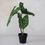 Thumbnail: faux elephant ear plant in a black plastic container