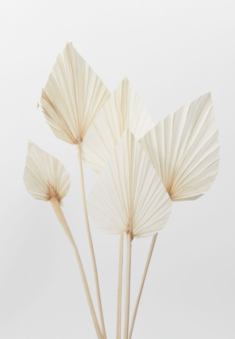 Thumbnail: Bleached white palm stems