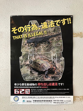 turtle smuggling.jpeg