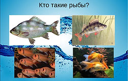 кто такие рыбы.jpg