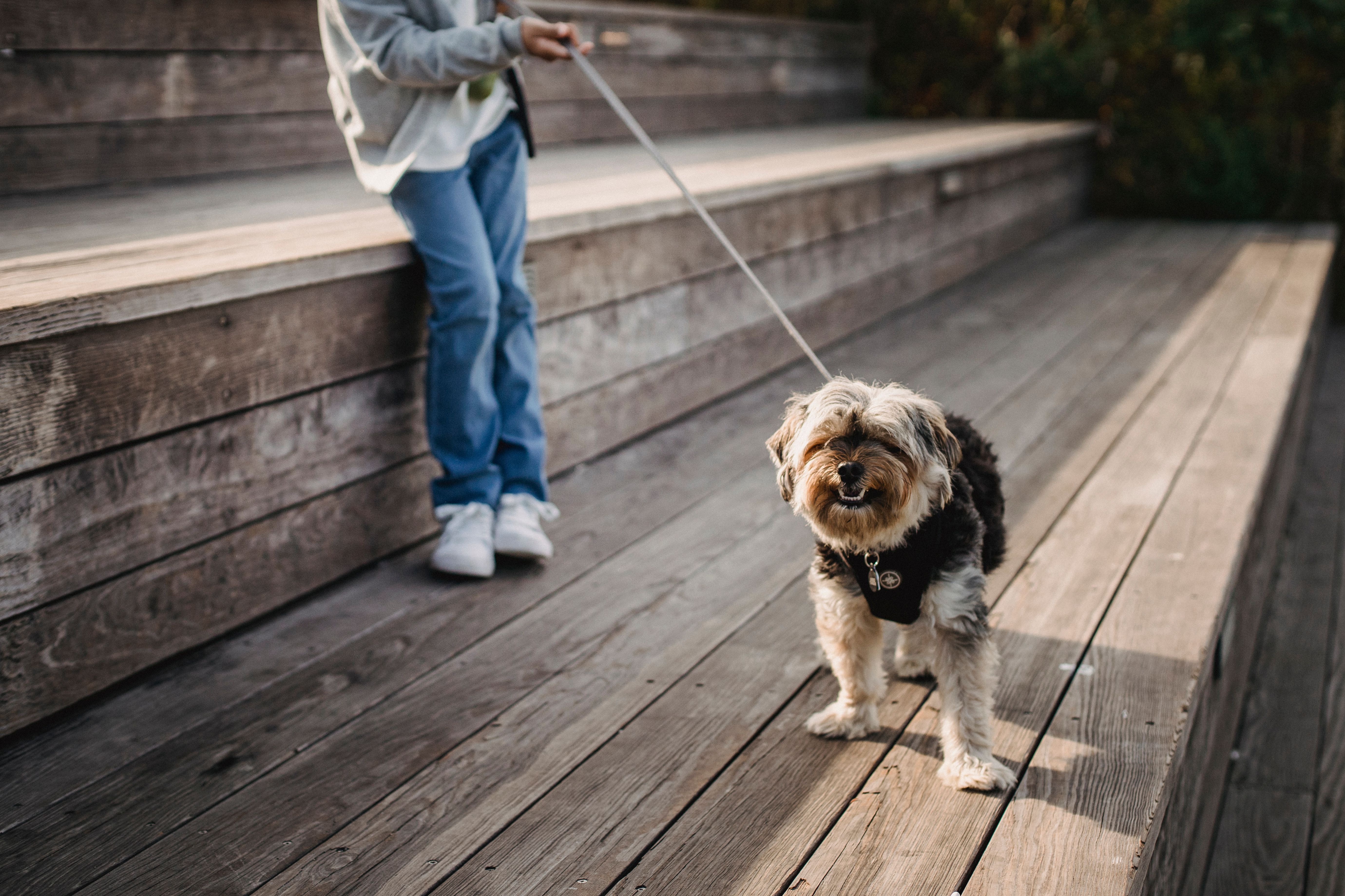 A child, face not shown, holding a small dog on a leash on a wooden walkway