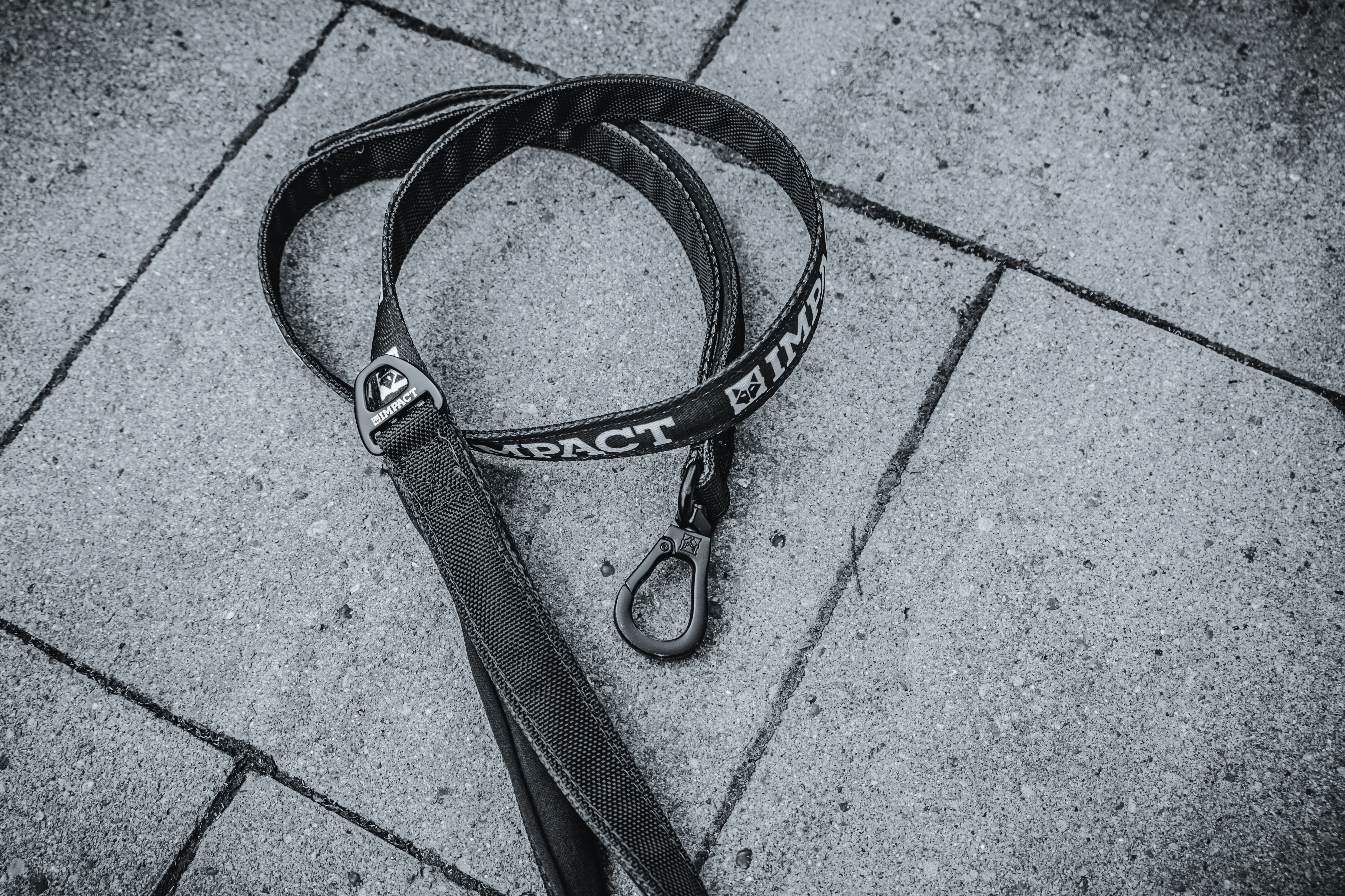 A dog leash lying on a paved path