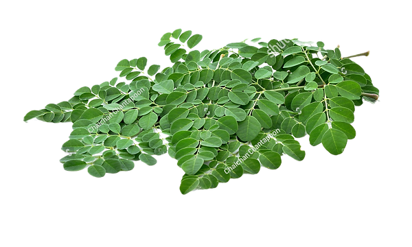 stock-photo-moringa-oleifera-leaves-isolated-on-white-background-438975085_edited.png