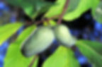 PawPaw
