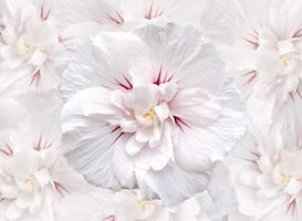 Hibiskus China.jpg