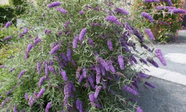 Buddleia Empire Blue .jpg