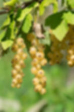 Weisse Johannisbeere