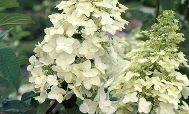 Hortensie Unique.jpg