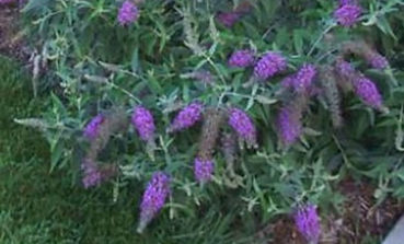 Buddleia Purple Chip.jpg