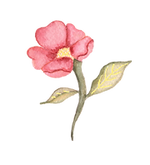 fleur rose bijou OK_edited.png