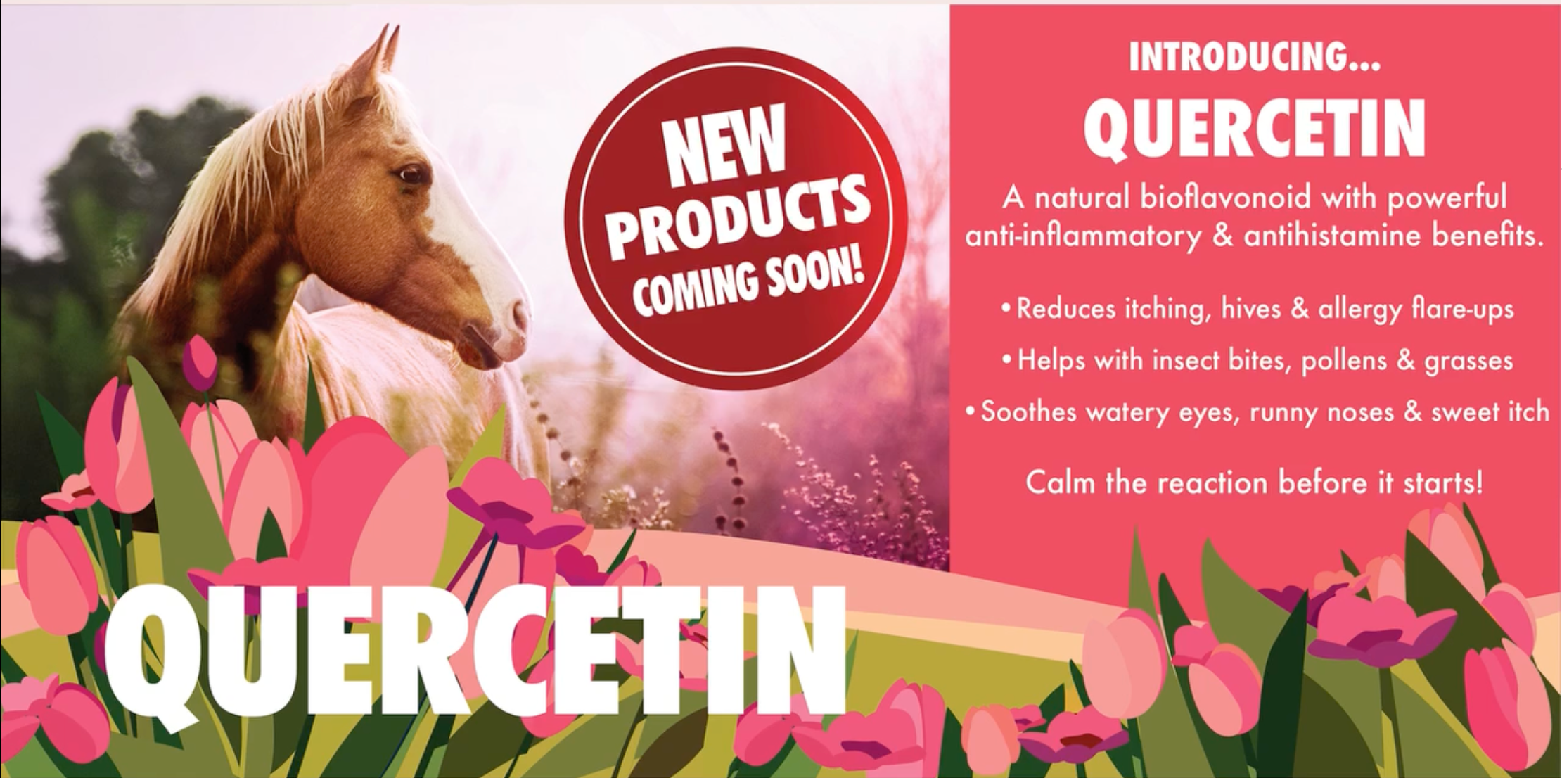 Quercetin-100 Gram bag