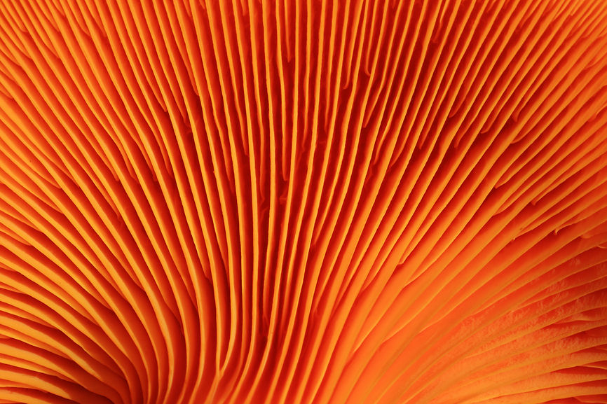 AdobeStock_137390679.jpeg